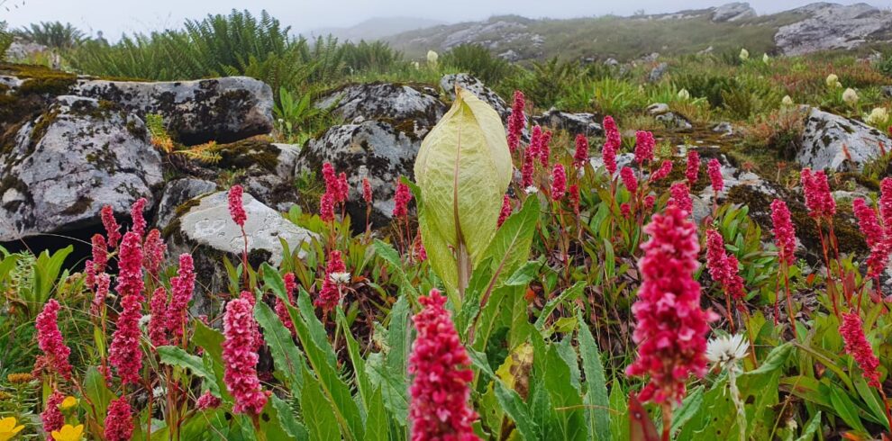 best-time-to-visit-valley-of-flowers